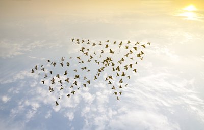 Bild på fåglar som flyger uppåt i pilformation.
